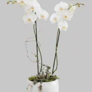 Eleganza pura