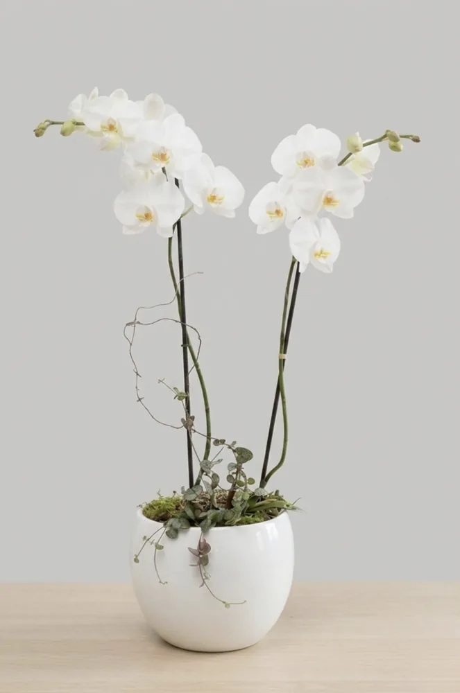 Eleganza pura