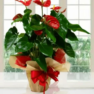 Anthurium rosso