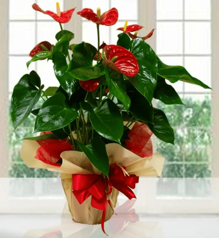 Anthurium rosso