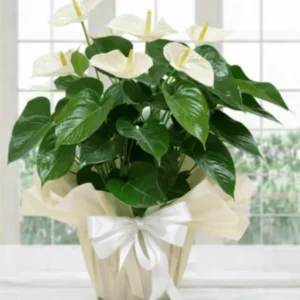 Anthurium bianco