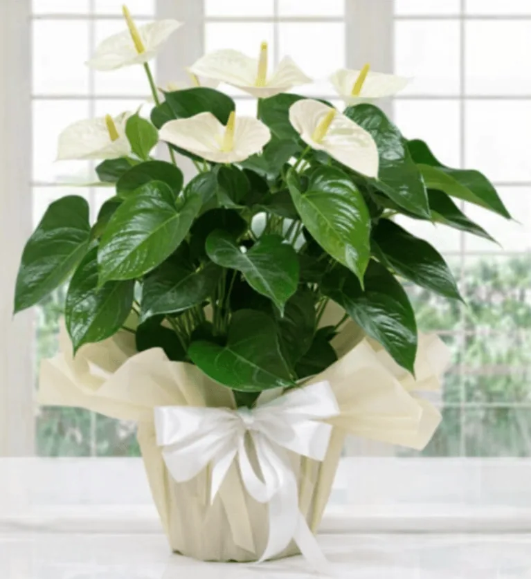 Anthurium bianco