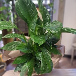Spathiphyllum, giglio della pace