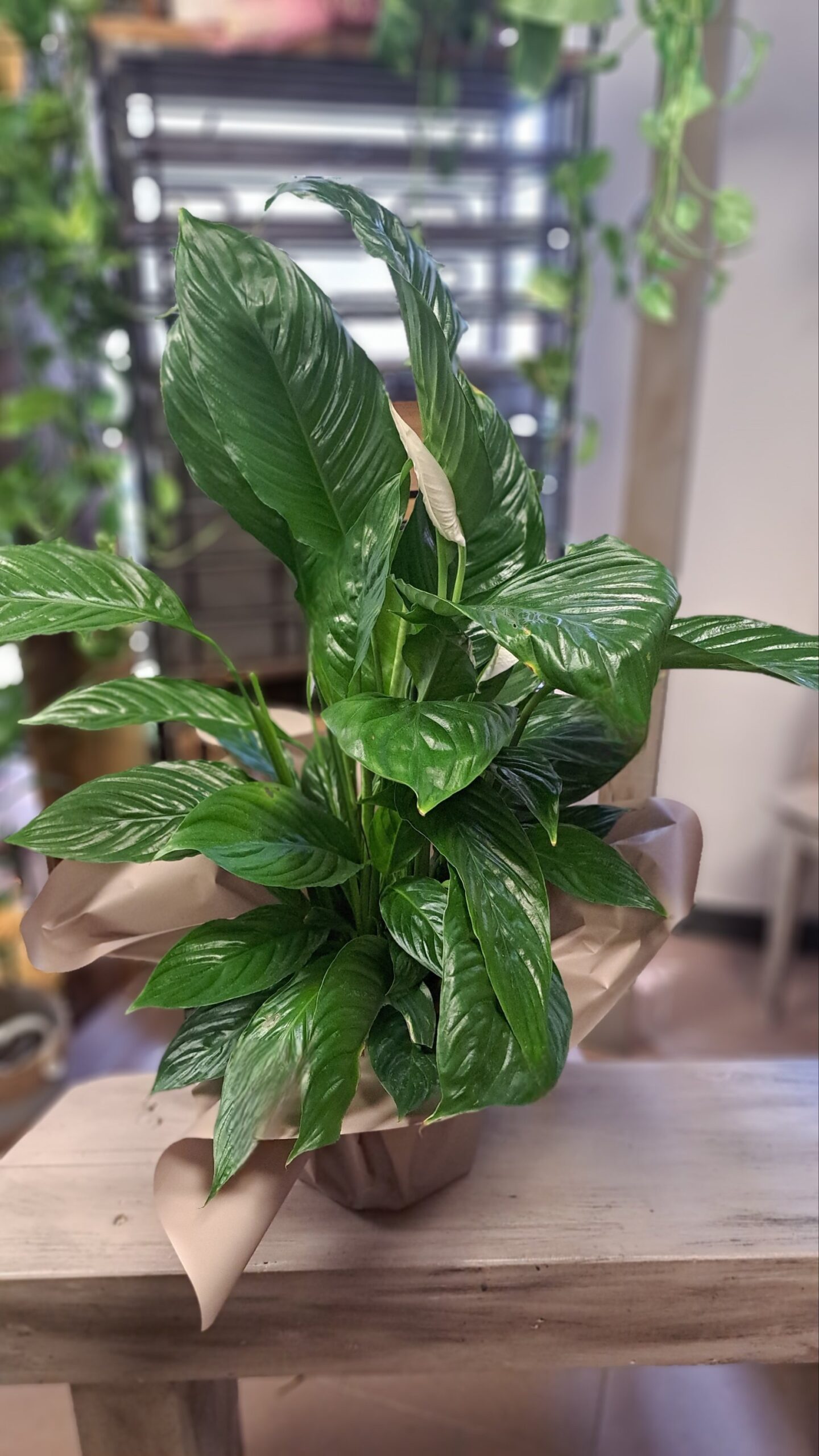 Spathiphyllum, giglio della pace
