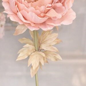 Peonia