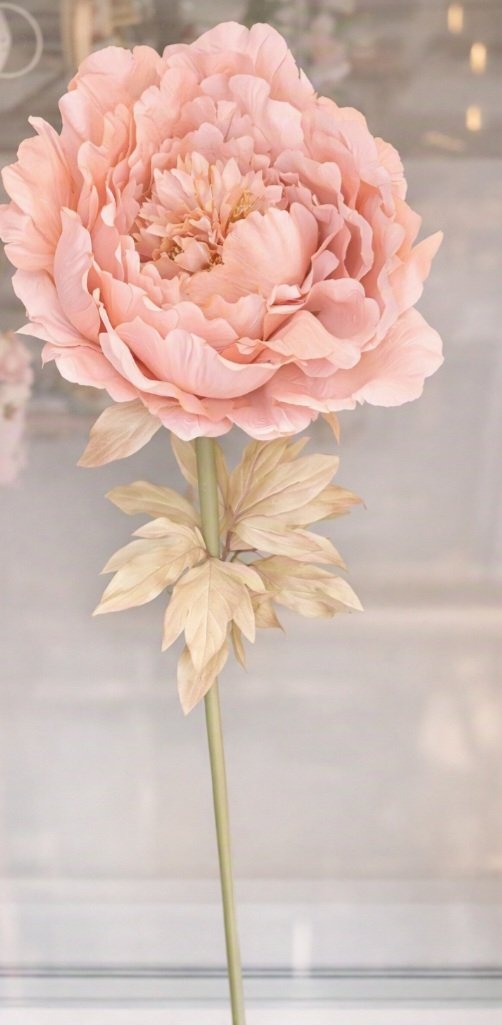 Peonia