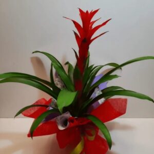 Guzmania