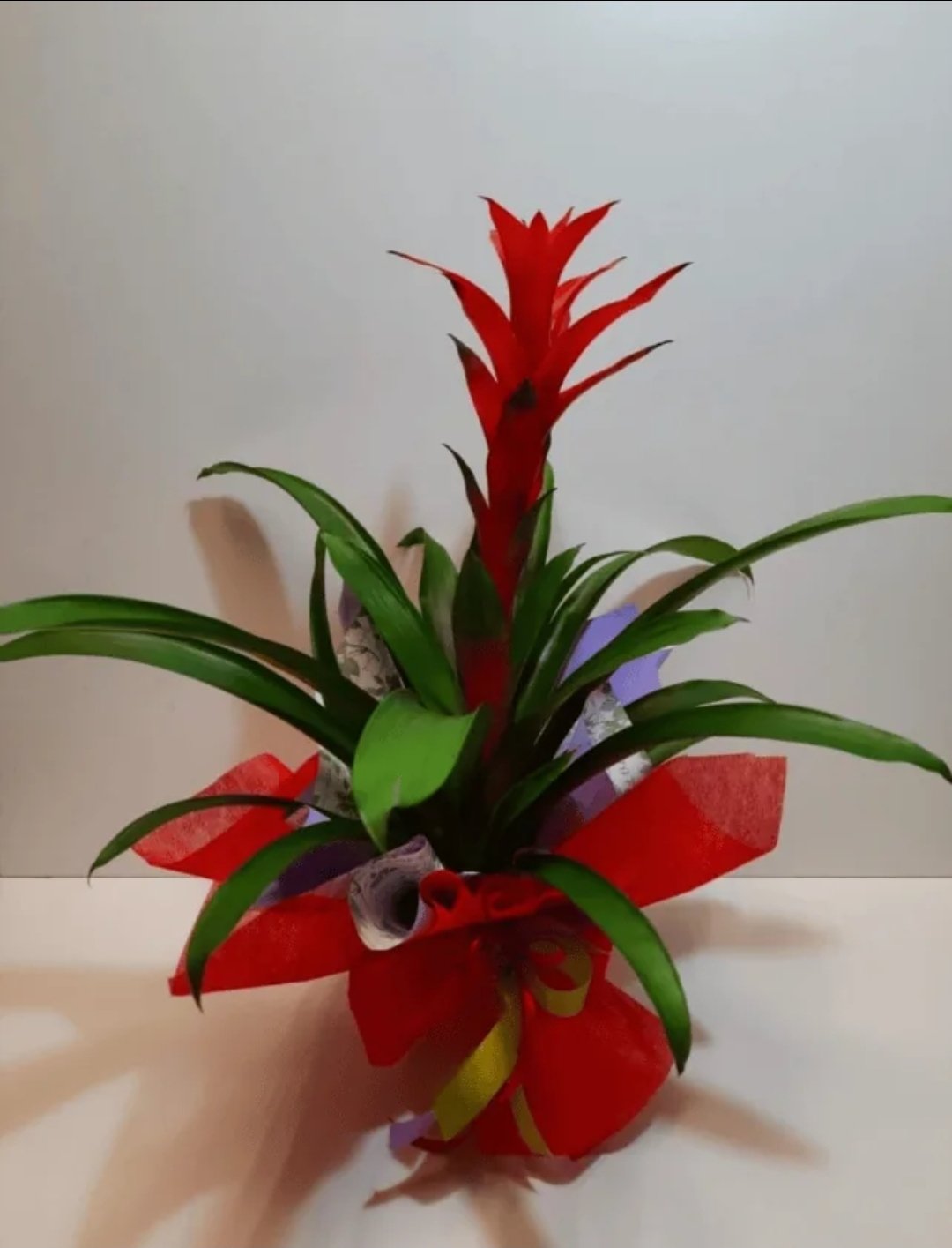 Guzmania