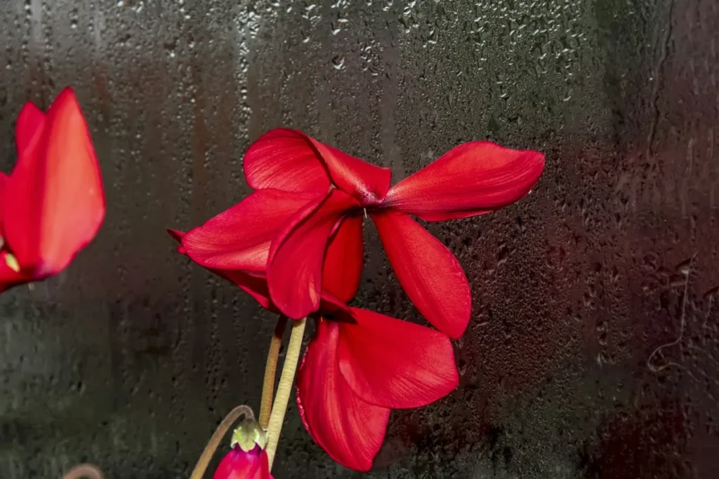 Ciclamino rosso sul davanzale