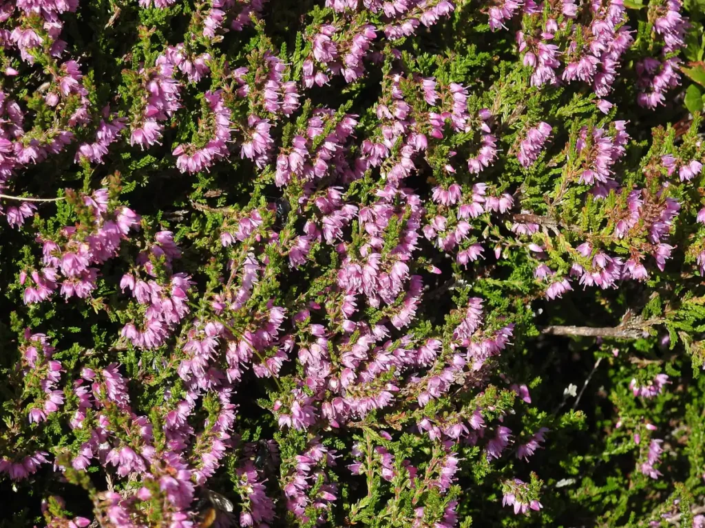 Erica pianta in fiore rosa in autunno