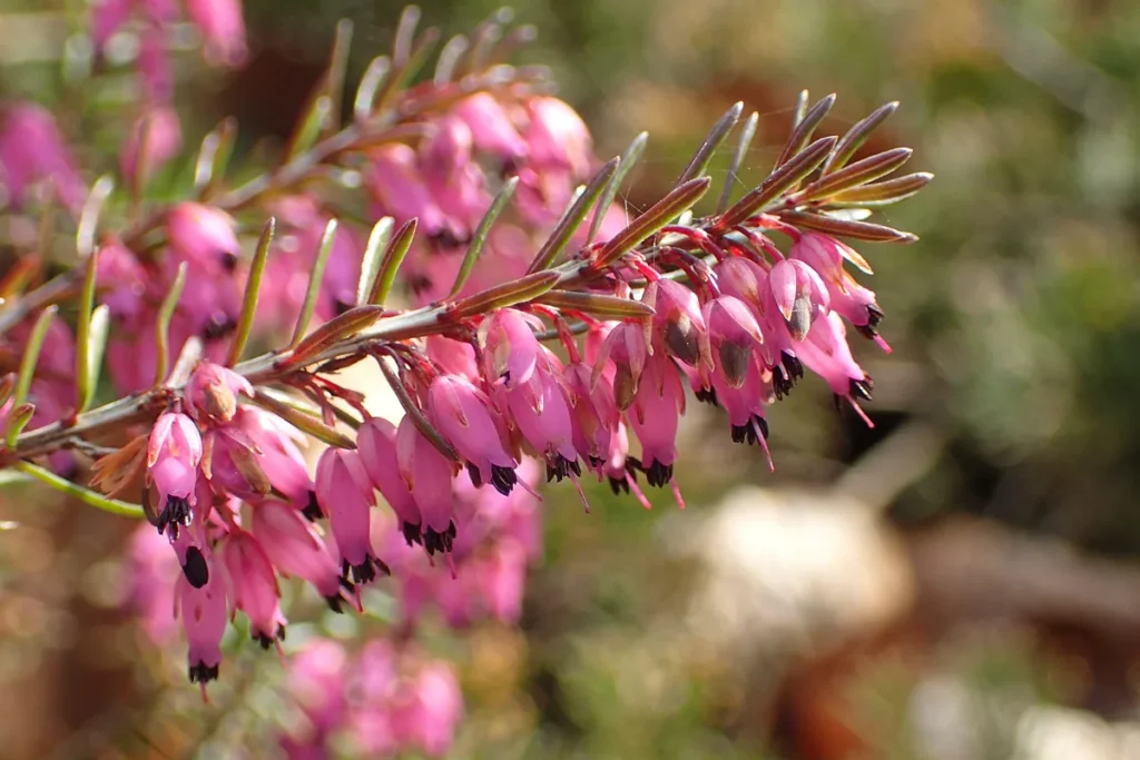 Erica carnea con fiori a campanella rosa