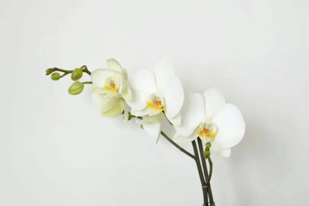 Orchidea bianca, una pianta da mandare dopo il funerale