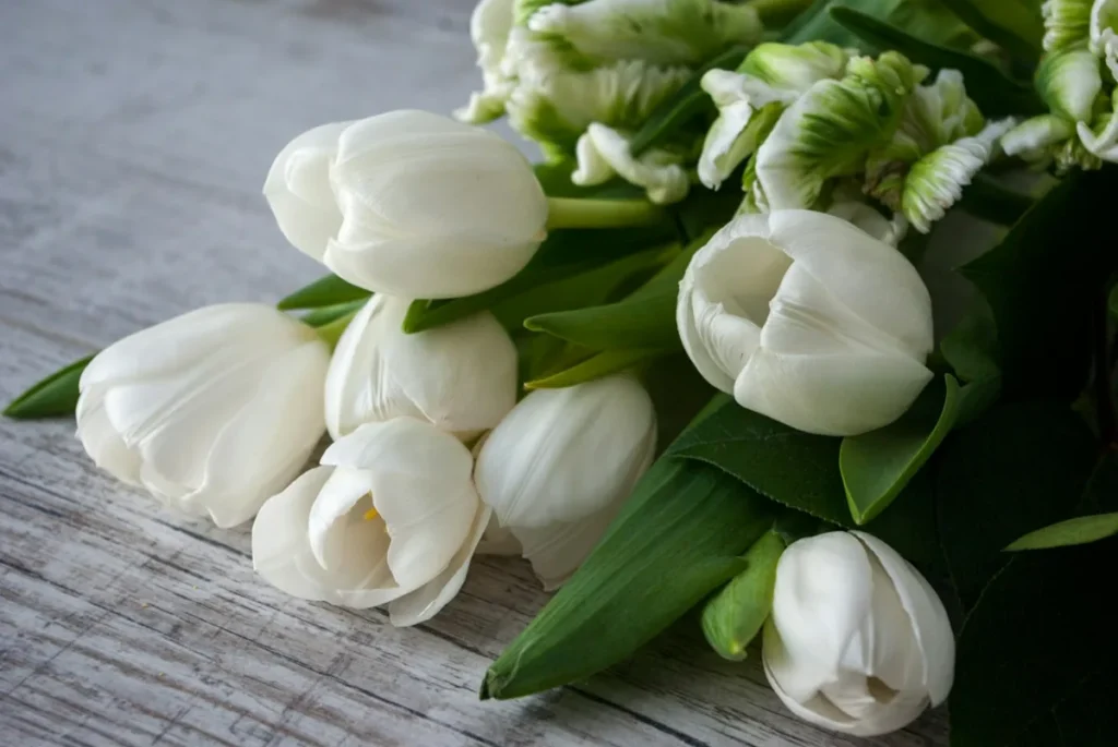 Tulipani bianchi, fiori sobri per il lutto