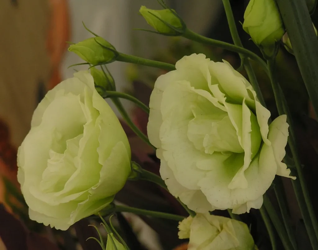Lisianthus bianco verde, un fiore reciso che dura a lungo