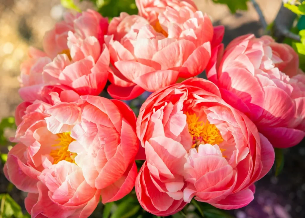 Peonie rosa corallo per un diciottesimo