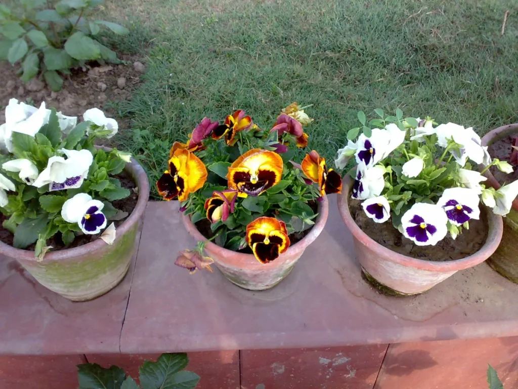 Viole del pensiero in vaso, fiori per il cimitero che reggono il freddo
