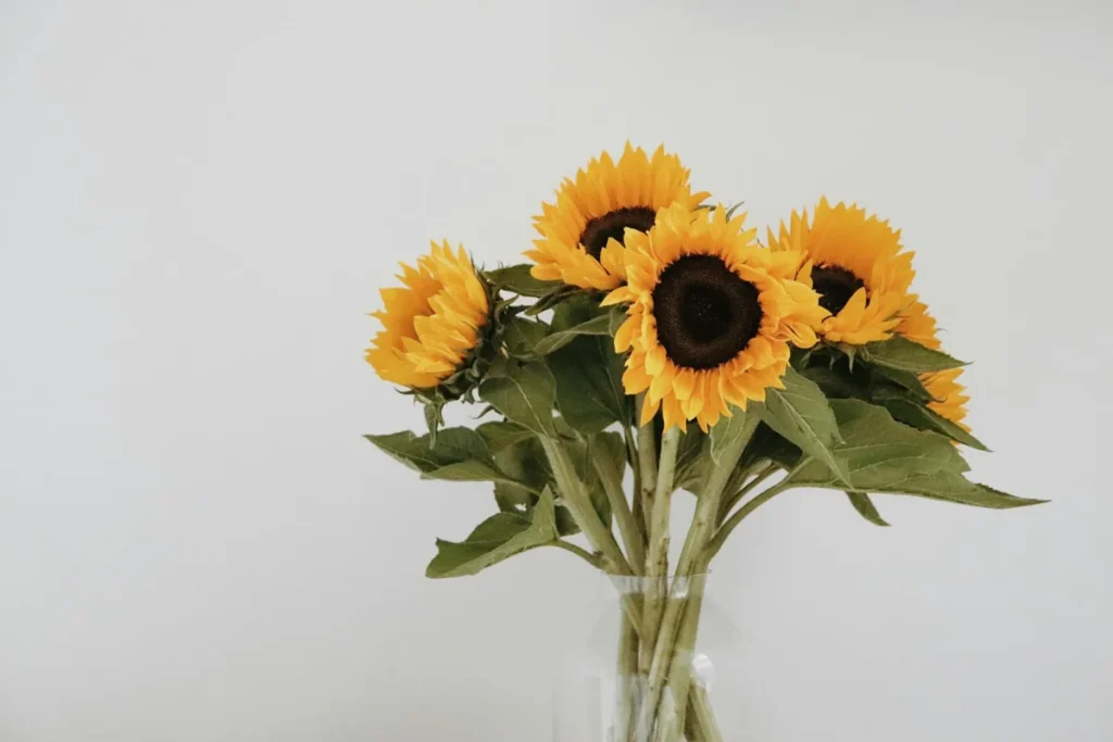Girasoli in vaso, fiori per un uomo