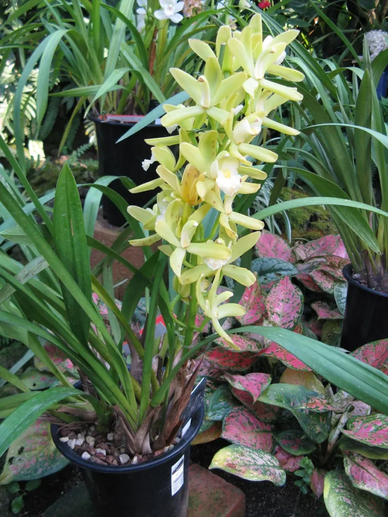 Orchidea cymbidium in vaso con stelo fiorito