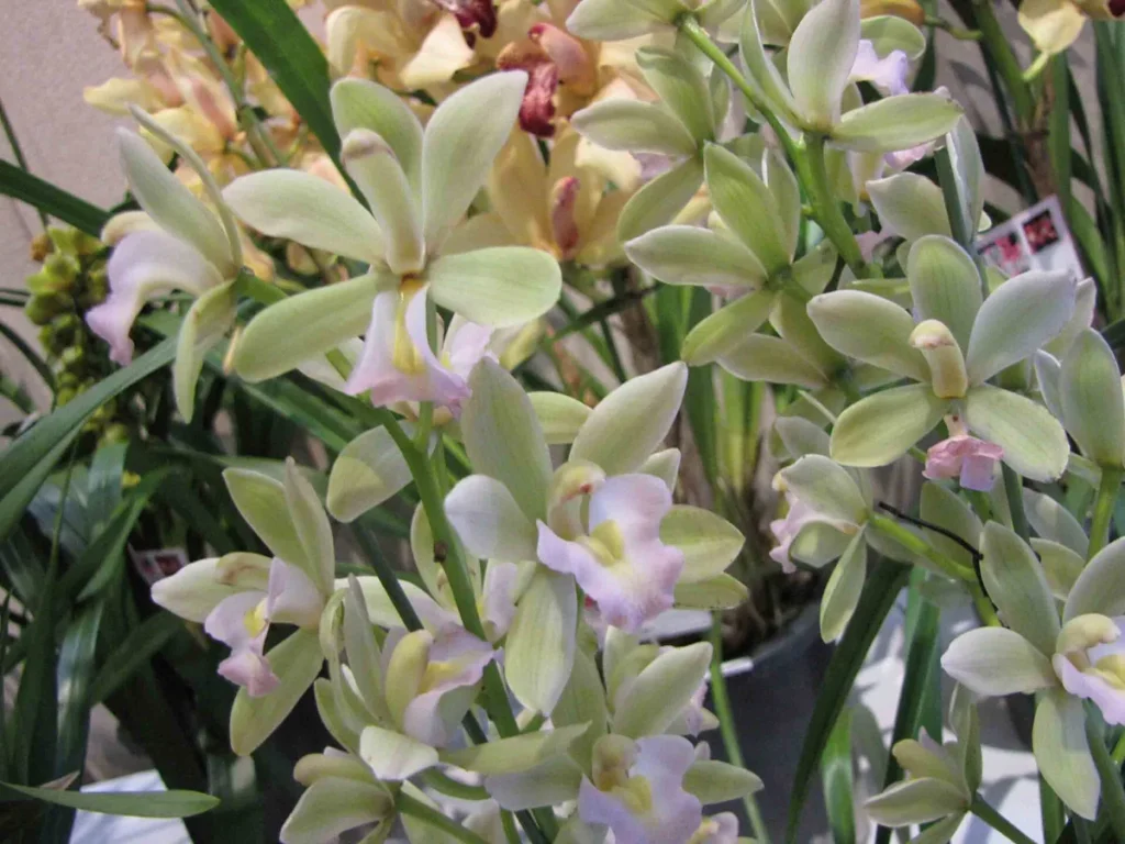 Fiori di orchidea cymbidium verde chiaro e rosa