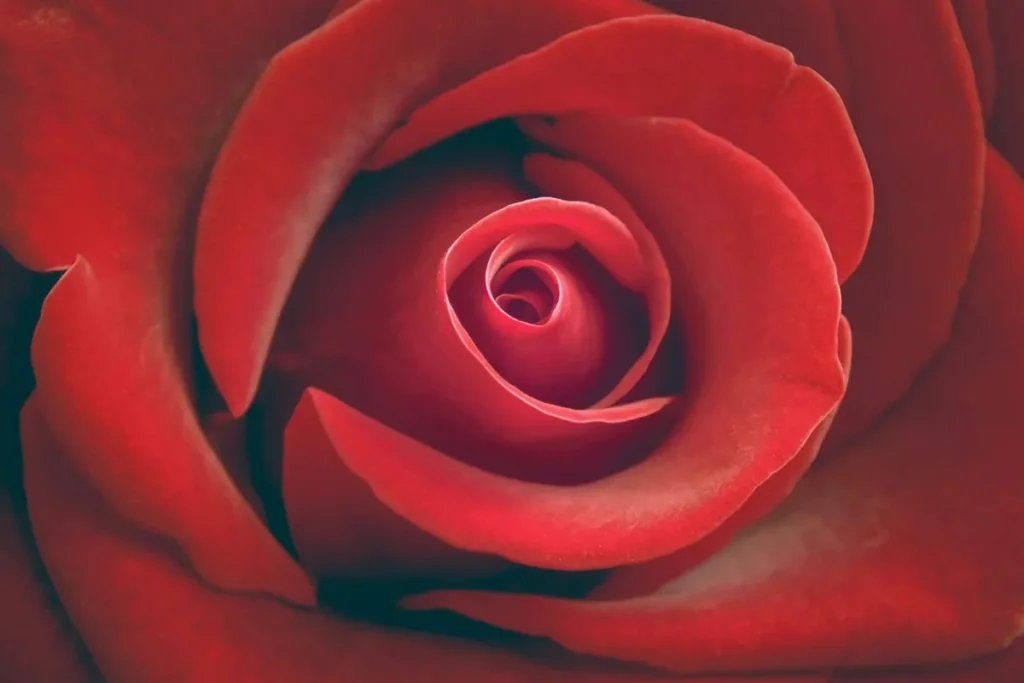 Rosa rossa vista da vicino, come appaiono le rose stabilizzate